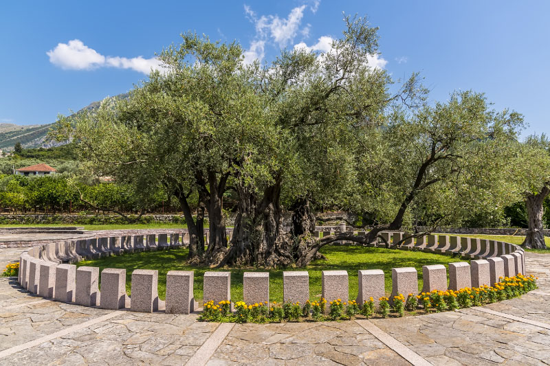 Old Olive Tree